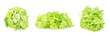 Heap of sliced green lettuce isolated on white background.