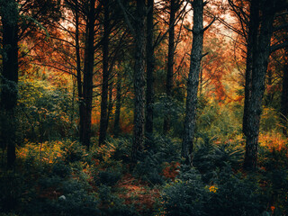 Sticker - Beautiful and mysterious autumn forest