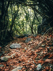 Poster - Wood with dense tree branches and autumn foliage and rocks on the ground