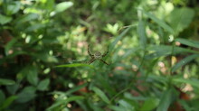 Back Side Of A St. Andrew's Cross Spider On The Center Of Her Web