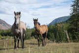 Fototapeta Konie - horses on the meadow