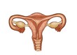 Illustrated anatomy of a woman's uterus, female reproductive organs