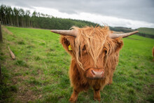 Symbolic Highland Coo Portrait In Scotland, UK