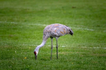 Canvas Print - Sandhill crane looking for food on a meadow