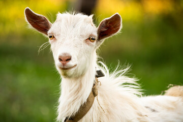 Baby white goat on a blurry nature background