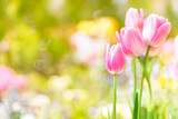 Fototapeta Tulipany - Tulip flowers, shallow selective focus. Spring nature background for web banner and card design