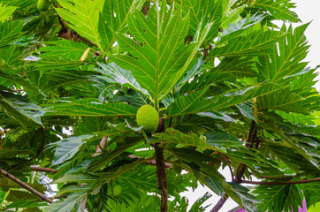 Wall Mural - Butterfruit plant