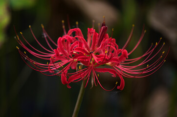 red spider lily