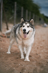  Big Alaskan malamute dog at the beach. Happy purebred dog with long tongue