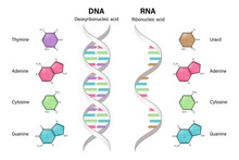 Structure Of DNA And RNA.  Deoxyribonucleic Acid. Ribonucleic Acid. Difference Between The Nitrogenous Bases Of DNA And RNA.
