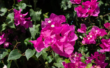 Wall Mural - pink flowers in the garden