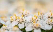 Common Yarrow - Achillea Millefolium - Tiny White Flowers With Yellow Pistil Small Pollen Particles Visible - Closeup Macro Detail