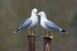Pair of family of male and female common gulls (Larus canus) caring for each other on the nest territory in breeding season