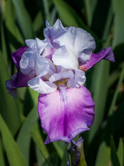 Wall Mural - Colorful iris blossom close up in arboretum