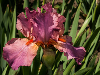 Wall Mural - Colorful iris blossom close up in arboretum