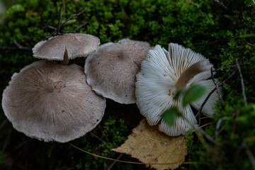 probably Inocybe sp. genus mushrooms in moss