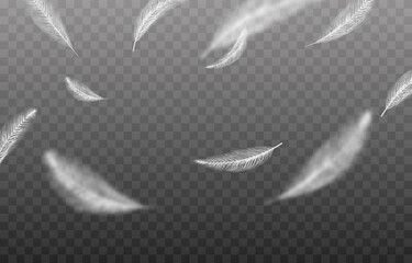 Vector feathers on an isolated transparent background. Falling feathers png, flying feathers, png.