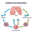 Human gas exchange process with oxygen cycle explanation outline diagram. Labeled educational carbon dioxide CO2 transportation with red blood cells flow to provide lung function vector illustration.