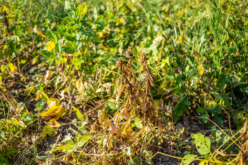 Wall Mural - Autumn ripe soybeans background material