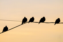 Flock Of Birds On A Wire At Sunset
