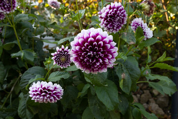 Wall Mural - Isolated natural dahlia flower on green background