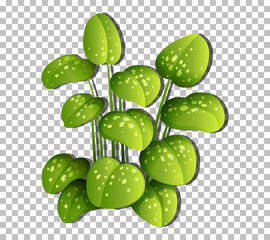 Sticker - Tropical plant on transparent background