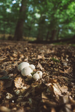 Mushrooms Amidst Dried Leaves