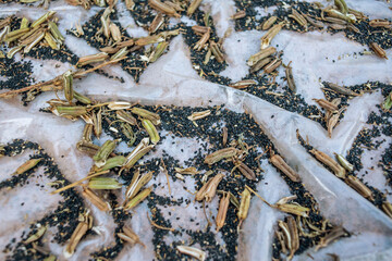 Wall Mural - Sesame grains harvested in autumn