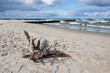 Morze Bałtyckie plaża korzeń chmury
