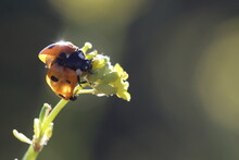 Ladybird On W Yellow Wild Flower With A Backlight