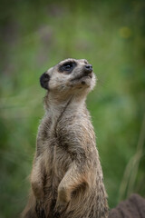 Poster - Portrait of a meerkat looking for something