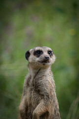 Poster - Portrait of a meerkat looking for something