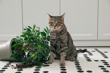 Poster - Mischievous cat near overturned houseplant on carpet indoors