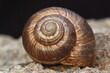 © UMIT - an empty snail shell on rock