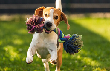 Wall Mural - Beagle dog runs in garden towards the camera with colorful toy. Sunny day dog fetching a toy.