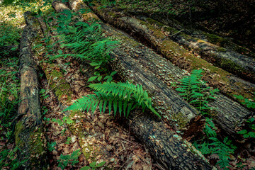 Poster - A pile of Wood in the forest