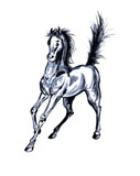 Fototapeta Konie - Horse stallion running mare