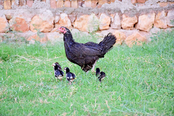 Sticker - Scenic view of a hen and small chickens on the farm