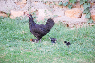 Canvas Print - Scenic view of a hen and small chicken on the farm