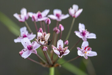 Canvas Print - Selective focus shot of pink flowers in a garden with blurred background