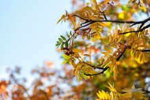 Colorful Autumn Background In Park With Yellow Red Leaves And Red Berry On Blue Sky Background. Vivid Golden Fall In Woodland. Sorbus Alnifolia, Close Up.