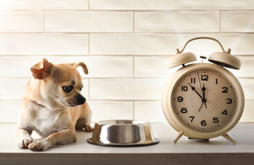 Wall Mural - Chihuahua impatiently waiting for mealtime next to his bowl and an alarm clock