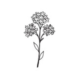 Fototapeta Dmuchawce - Vector illustration of a wildflower forget-me-not, a linear black outline drawing. 