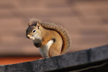 Female Red Squirrel, Backyard Bully, On Fence Looking For Food On Autumn Morning, Backlit With Beautiful Tail
