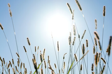 Naklejka na meble エノコログサ