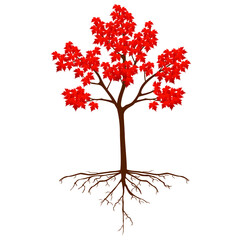 Wall Mural - sugar maple tree with roots on a white background.