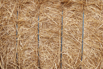 Wall Mural - Natural background with hay and straw for  interior or for postcard with hay and straw with large  chaffs of hay and straw or for background of hay and straw with place for text about ecology