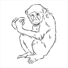 Wall Mural - Hand drawn sketch style illustration of monkey face. Chinese zodiac sign. Young Chimpanzee. Vector illustration.