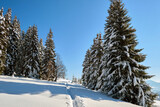 Fototapeta Natura - Bright winter landscape with pine trees covered with fresh fallen snow and narrow footpath in mountain forest on cold wintry day.
