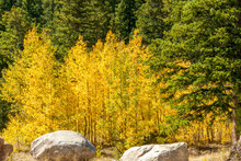 Yellow And Green Aspen Trees On The Mountainside Along Guanella Pass Road Of Colorado